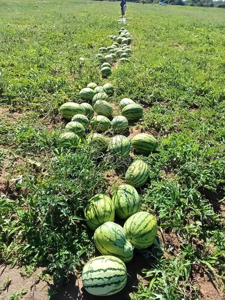 MANIRAFASHAAlb2's tweet photo. Watermelon is low in calories and high in water, helping with hydration. It provides vitamin C, vitamin A, antioxidants like lycopene, and citrulline for heart and muscle support.
#watermelonfarming
#Highnutrition https://t.co/leBYpIOi0S