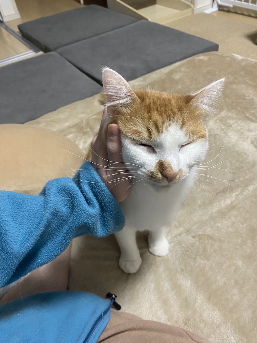 ほっぺ撫でられるのがお好き