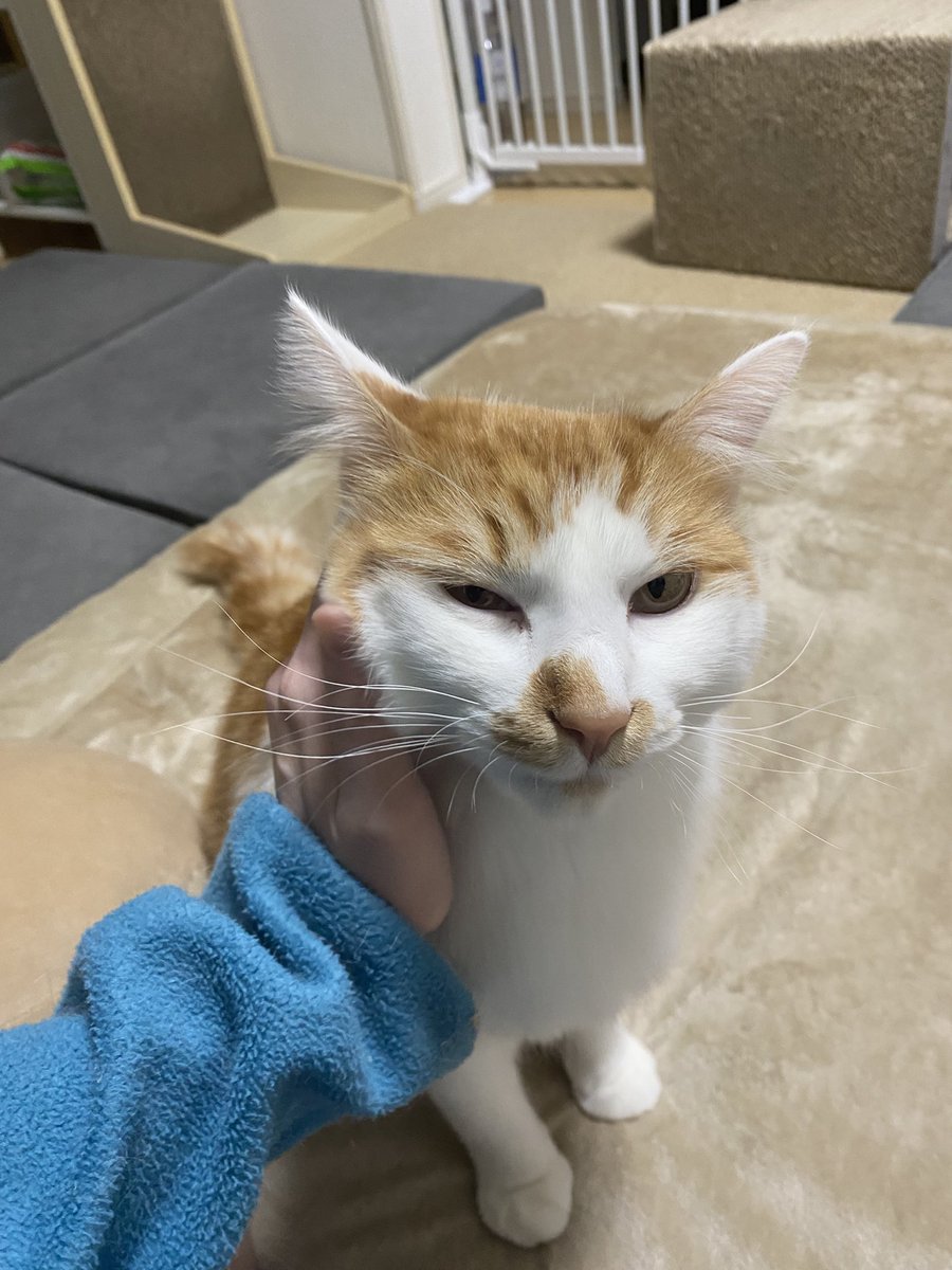 ほっぺ撫でられるのがお好き