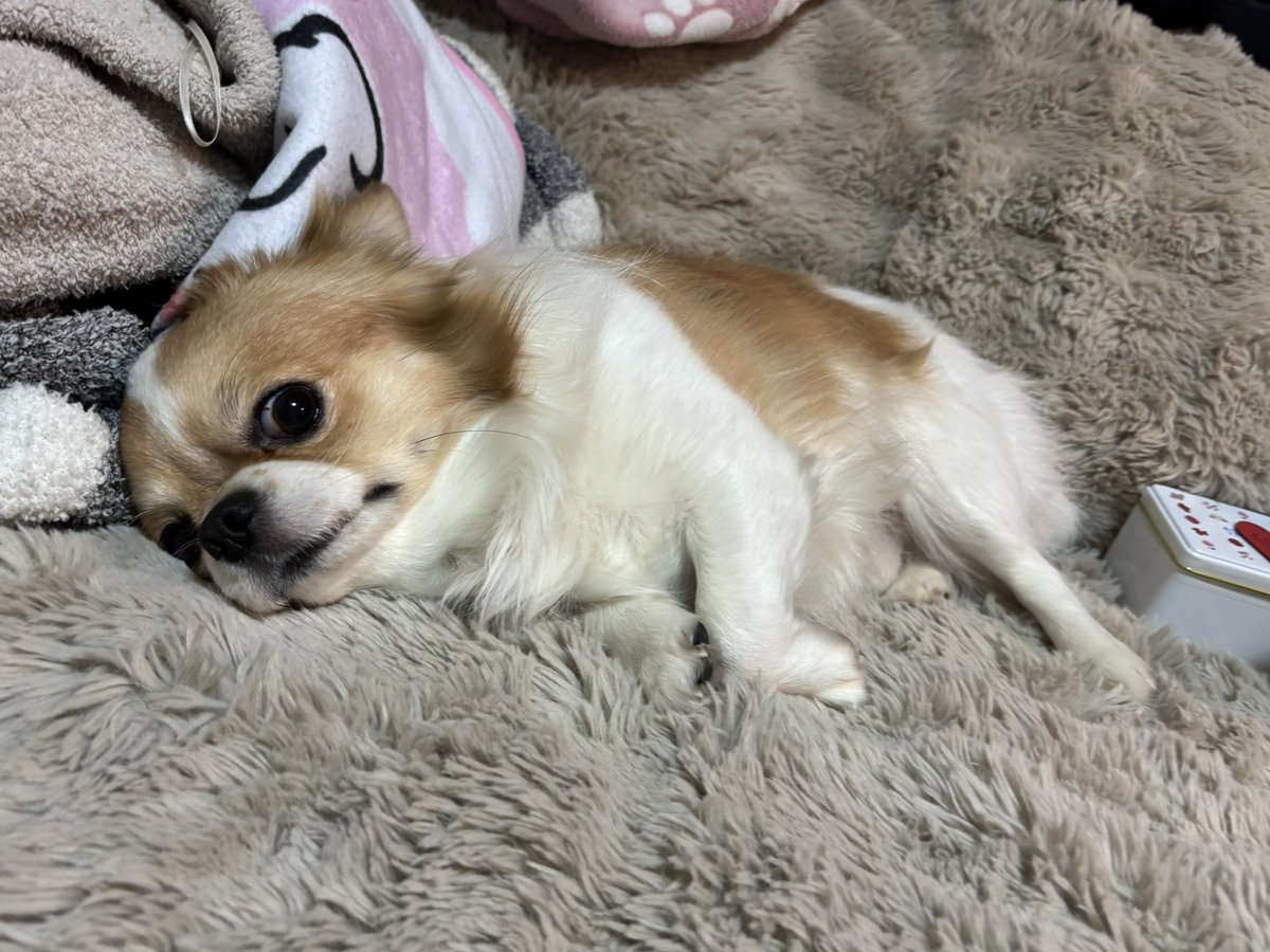 侑愛ゆらむ tweet media