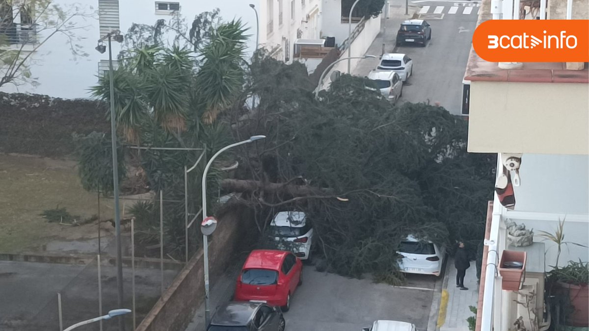 3CatInfo tweet media