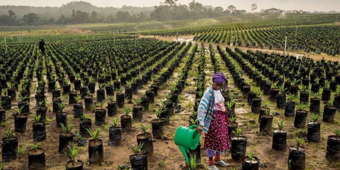 « On ne peut pas labourer, semer, récolter et manger le même jour. »
Proverbe africain
