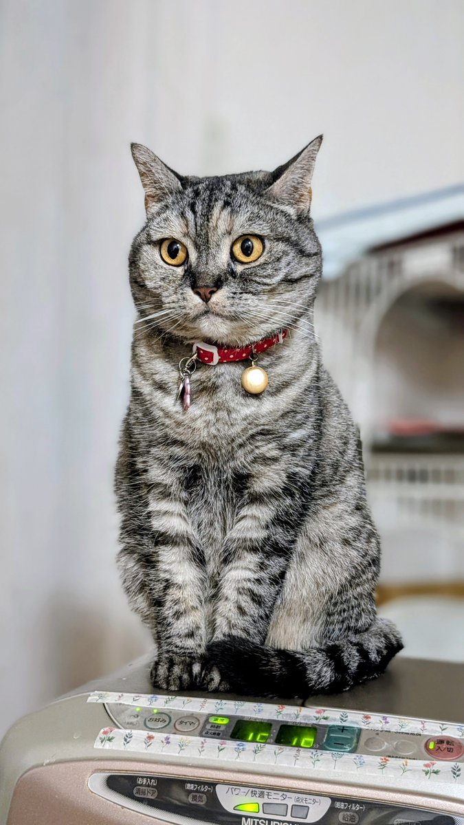 ねこさん⚡(ΦωΦ) (@catnap707) / Posts / X