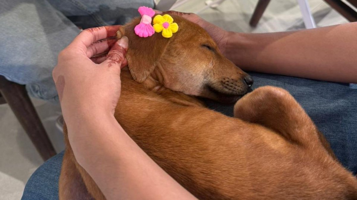 Humane Animal Society (HAS) tweet media