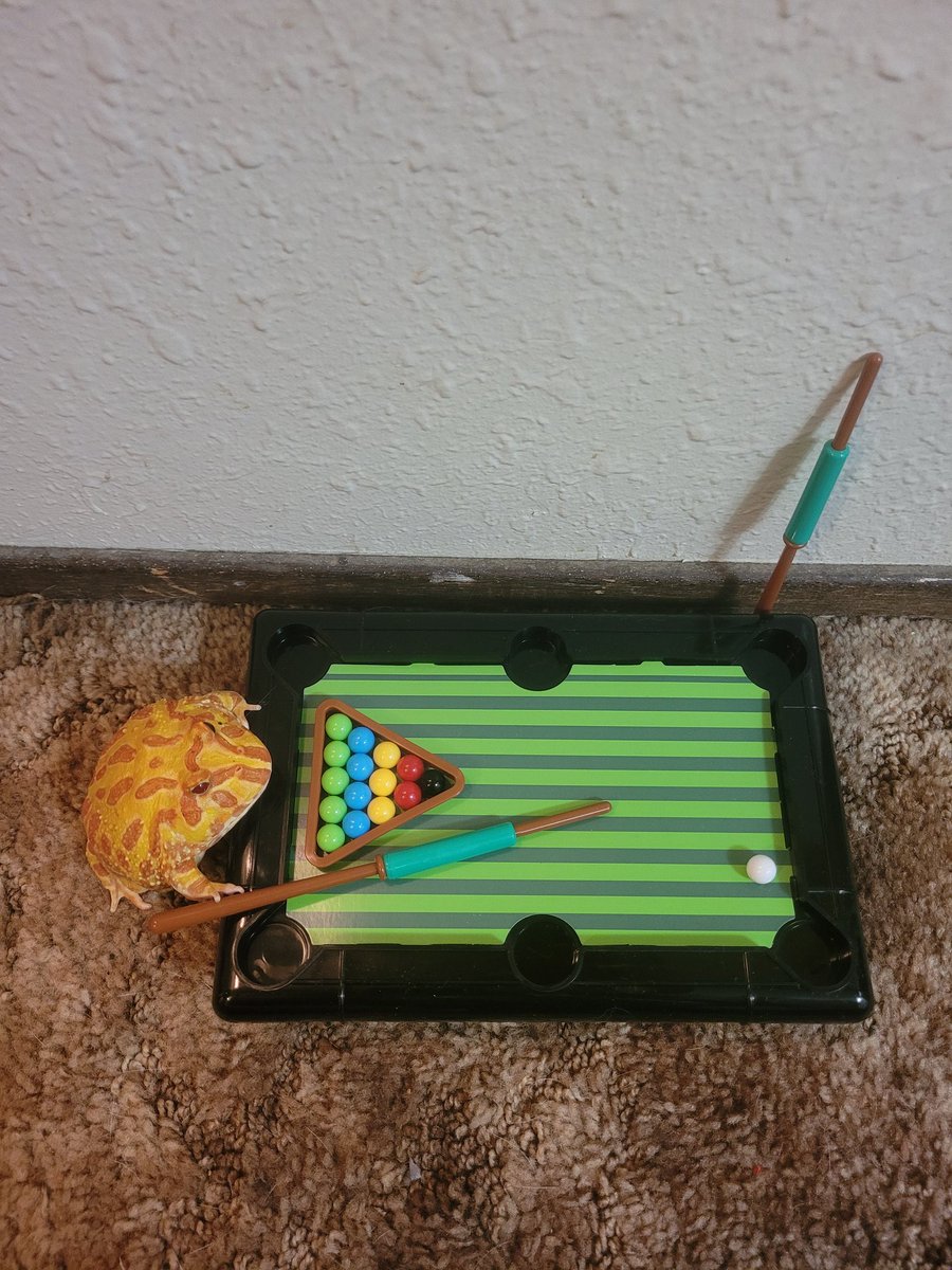 Jinshi the albino pacman frog played a game of pool today. #jinshi #pool🎱 #frog #pacmanfrog