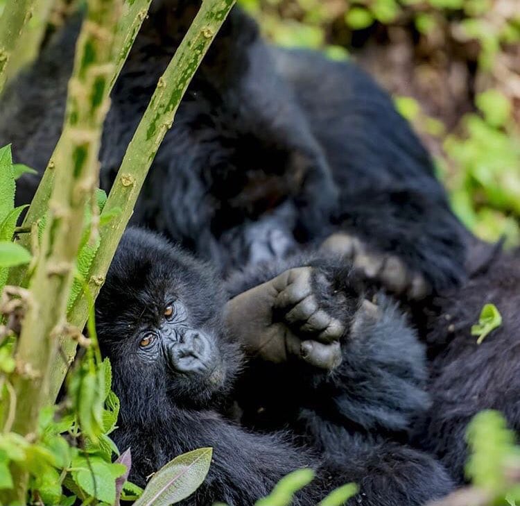 There r encounters u photograph
&amp; there are encounters u never forget. 🦍
Meeting mountain #gorillas in their natural habitat is not just tourism! It's privilege, responsibility &amp; awe in its purest form.

#GorillaTrekking #Traveler #VisitRwanda #africa #Kigali #ValentinesDay2026