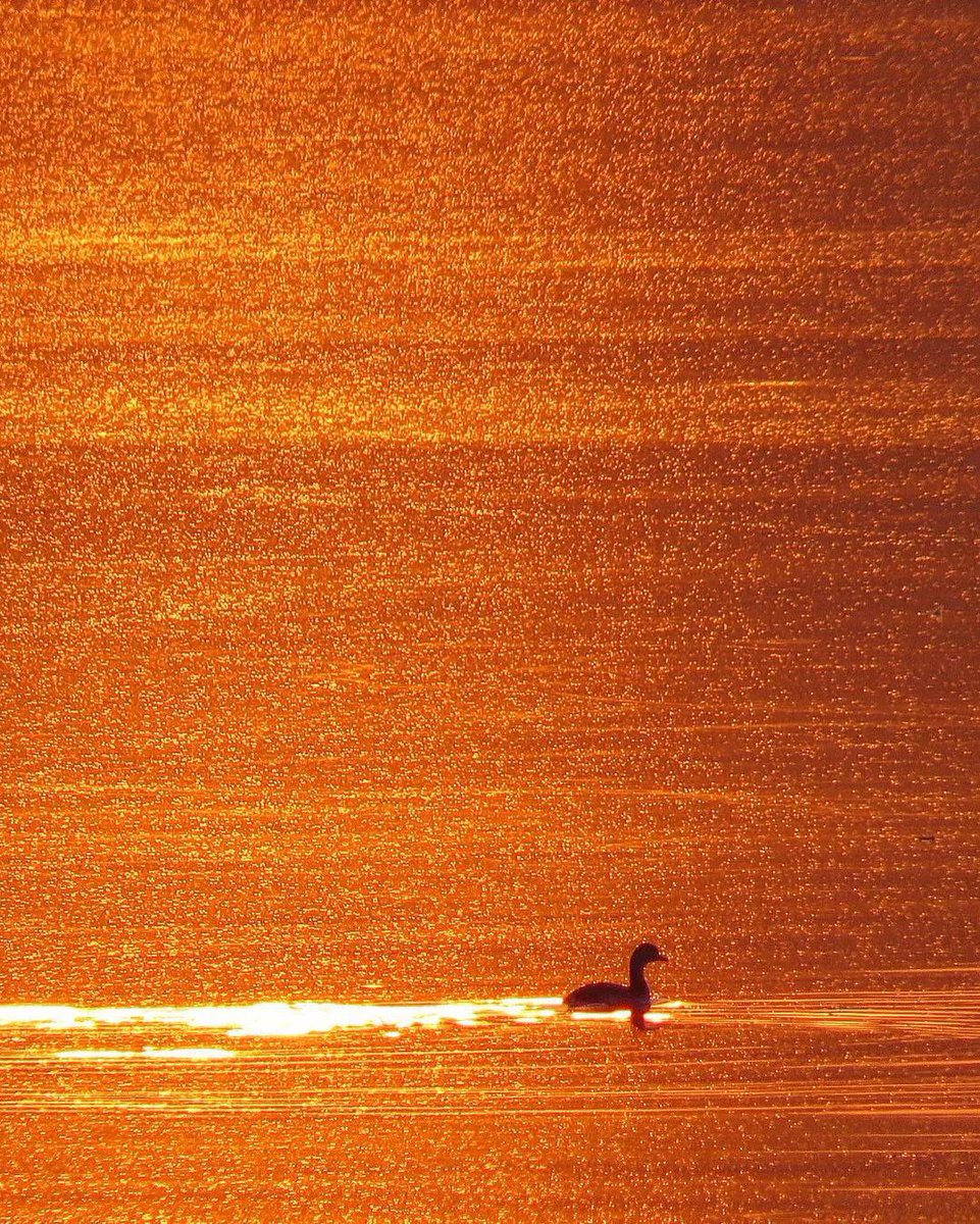 vrundavs's tweet photo. The sounds of
Memories ~~
Cling on~~
#notmywords
Sometimes what I read remains in your head & heart ♥️
When the world turn gold!!!
#goldensunset #GOLDENHOUR
#februarysunset #eventide #vrupix
A lone coot~~ but it seemed to be at #peace https://t.co/79IboSa1mV