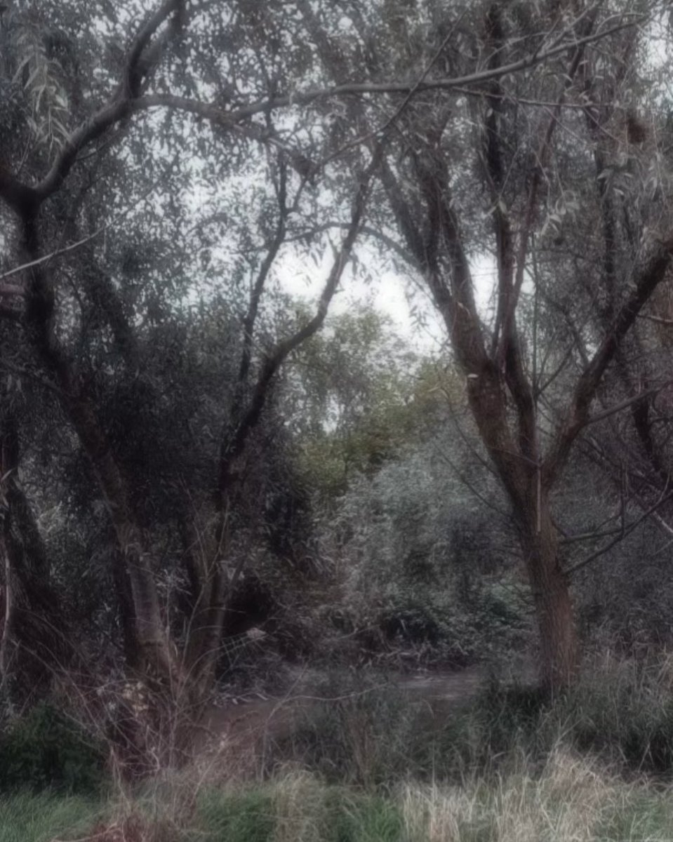 "listen when the trees sigh"
<a href="/GnosisNeurosis/">Gnosis Neurosis 🌲</a>