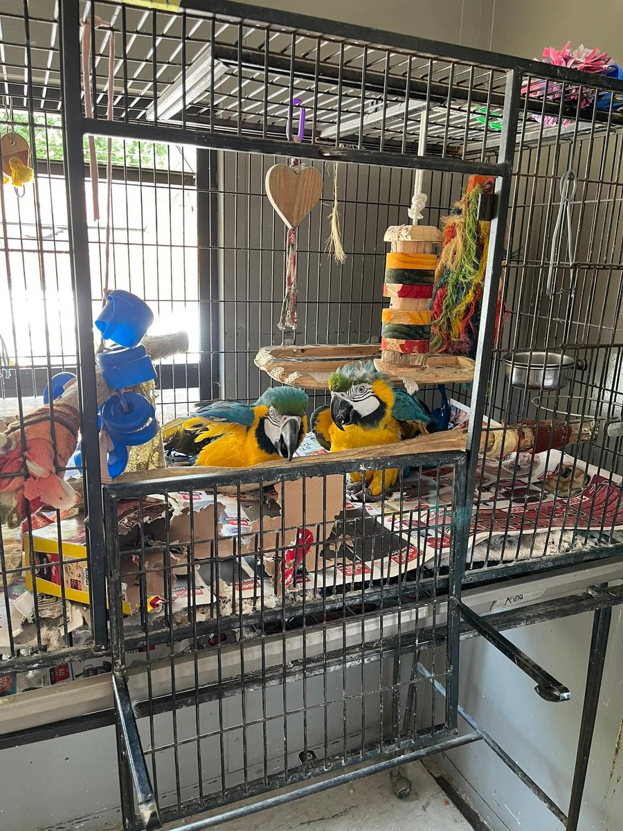 Brainy Birds SA tweet media