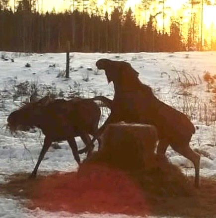 Anders Ljung tweet media