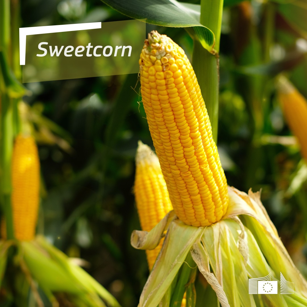 EU Trade 🇪🇺 tweet media