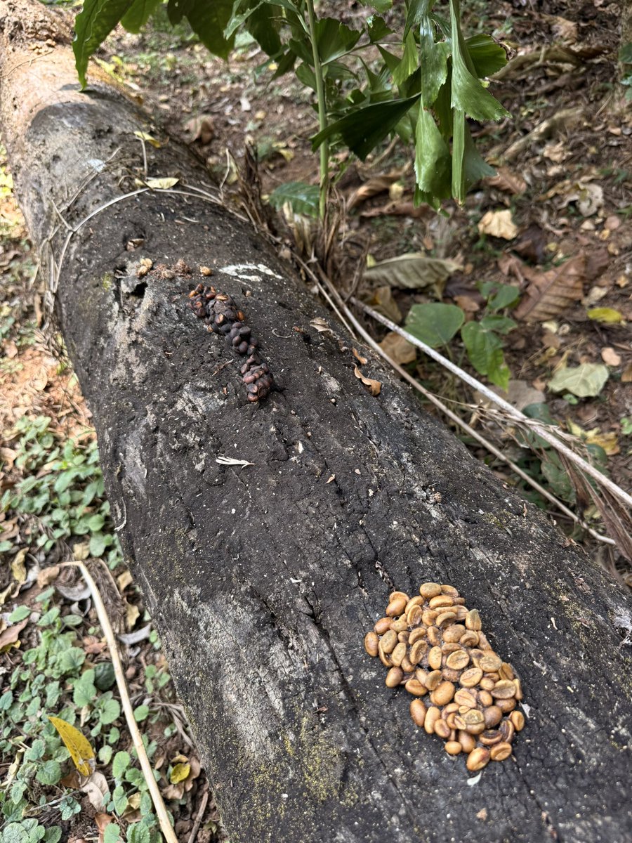 joethomas's tweet photo. World’s most expensive coffee is shit. https://t.co/07rSTHhvvG