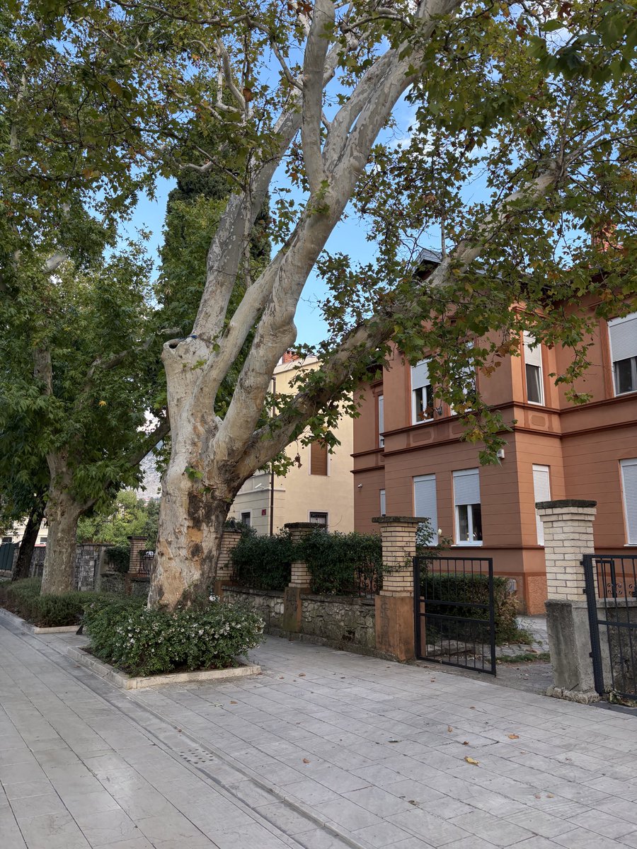 ДинаМихална tweet media