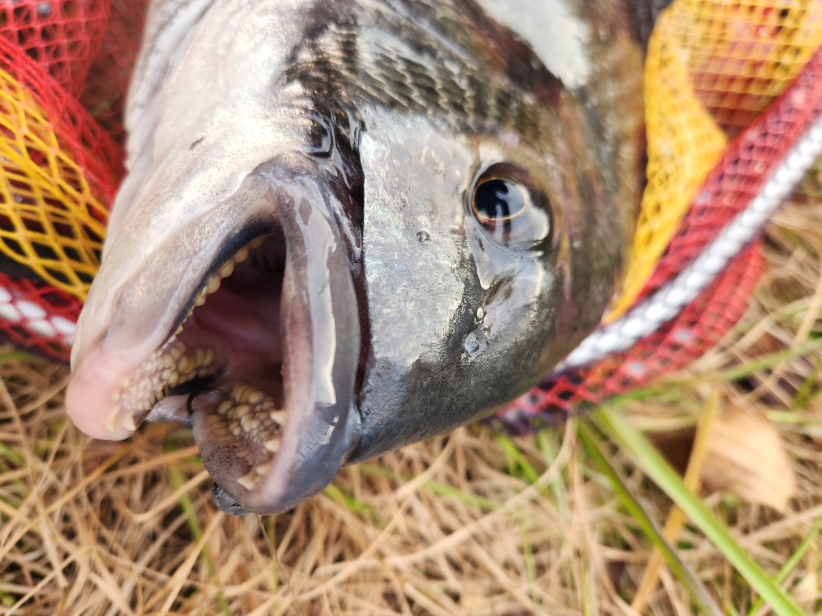 ツヨっさん tweet media