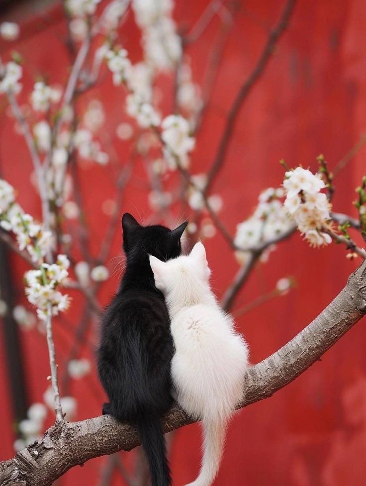 "Kolay mı kalbe mukabil, kalp bulmak..."