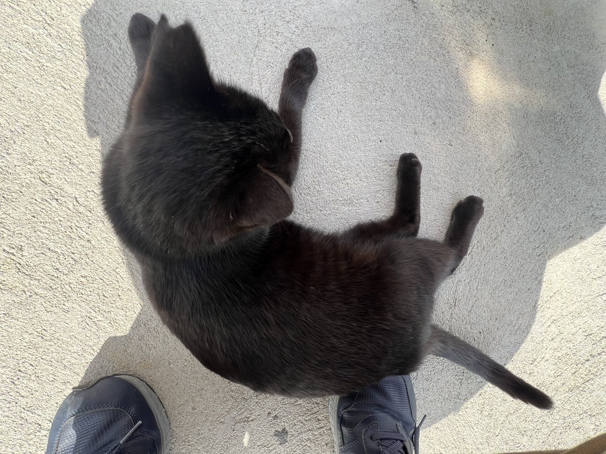 猫様よ
沖縄今日暑いからってその日陰で休まれると動けないのですが…