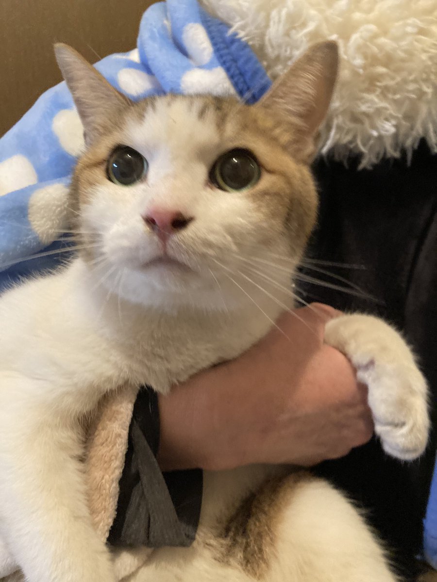 三毛猫【公式】 (@qpODTqAfh2gNyvE) / Posts / X