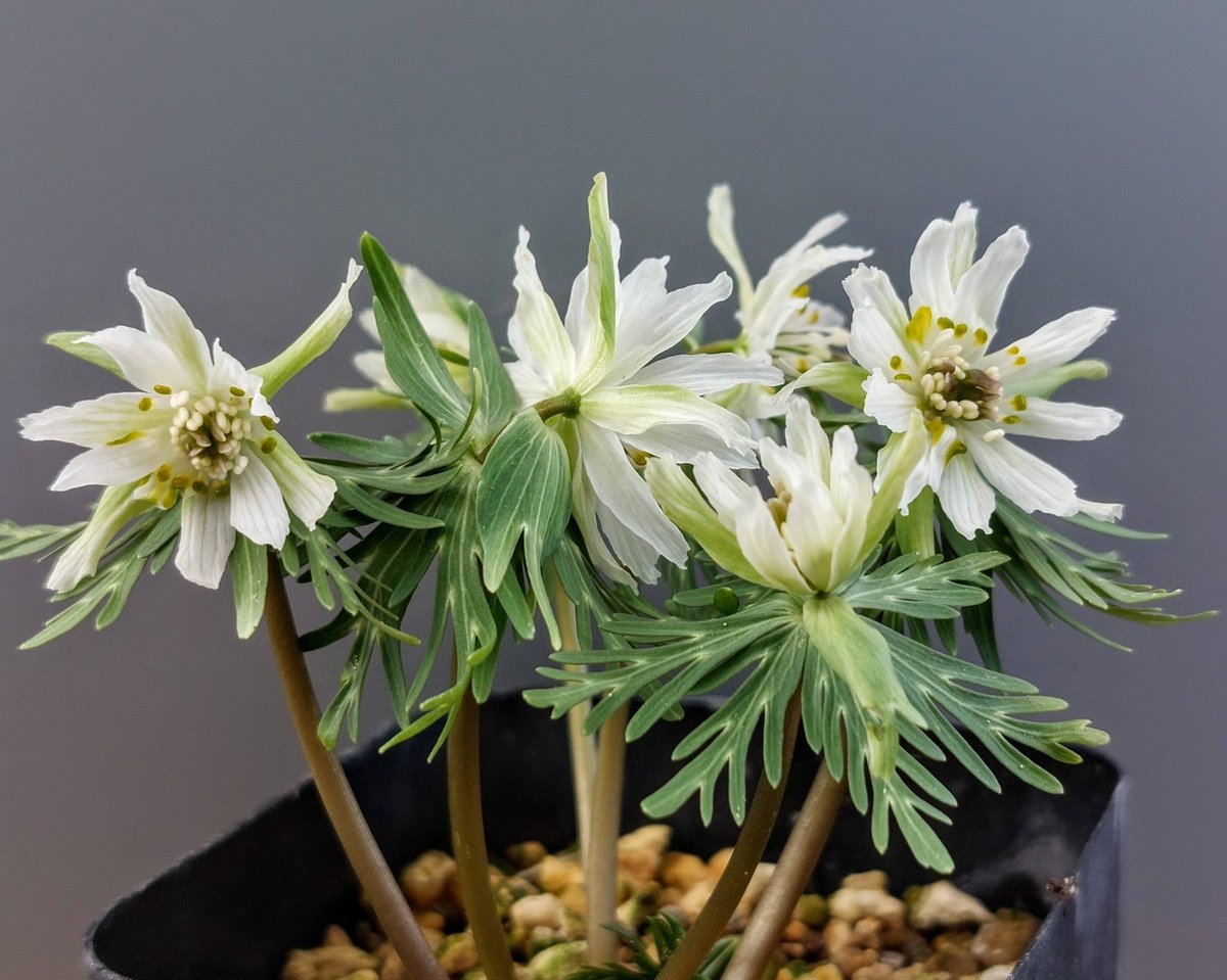 G.セツブンソウ　八重咲き　3花