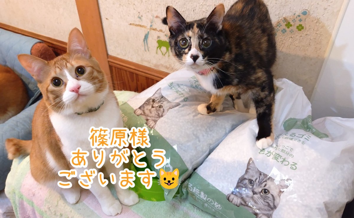 ご来店のお客様&amp;プレゼントが届きました🎁
お気持ちが大変嬉しいです😊
みんな大好きなおやつに早速集まっていました🐶😺
有り難く使わせて頂きます🙇‍♀