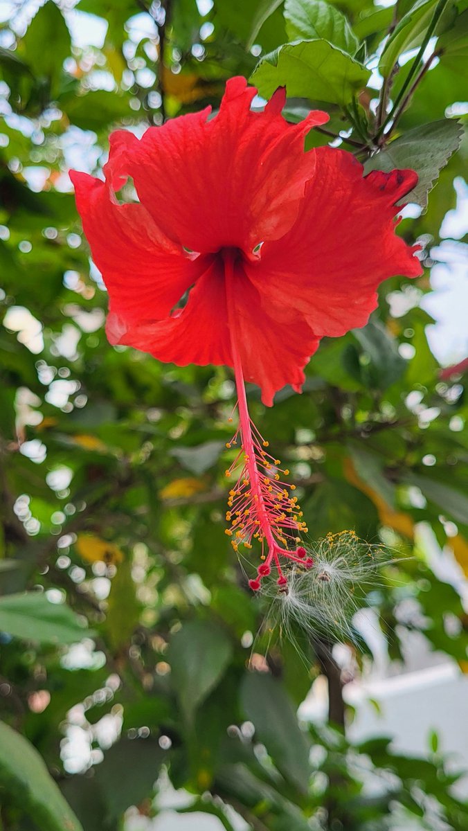 annakannan's tweet image. நம் வீட்டுச் செம்பருத்தியில் இன்று கண்ட காட்சி. இது இயல்பான ஒன்று தானா?

#garden #homegarden #housegarden #hibiscus #flower #flowers #beauty #beautiful #photography #MobilePhotography #AnnaKannan