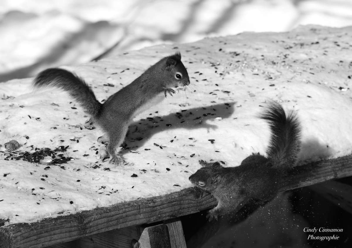 🤩Saviez-vous que je post des choses encore plus inusités en Story Instagram/Facebook?

Cindy Cinnamon Photographie
CindyCinnamon.com
Fujifilm X-T50
Sigma 100-400mm
ISO 250 - 150mm - F6,3 - 1/1400

#Fujifilm #Reel #Nature #WildLife #ecureuil #squirrellife #Fight #Quebec