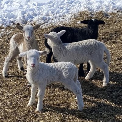 Quicksilvr2Gold's tweet photo. #NewProfilePic https://t.co/Ccx50TQ8Nh