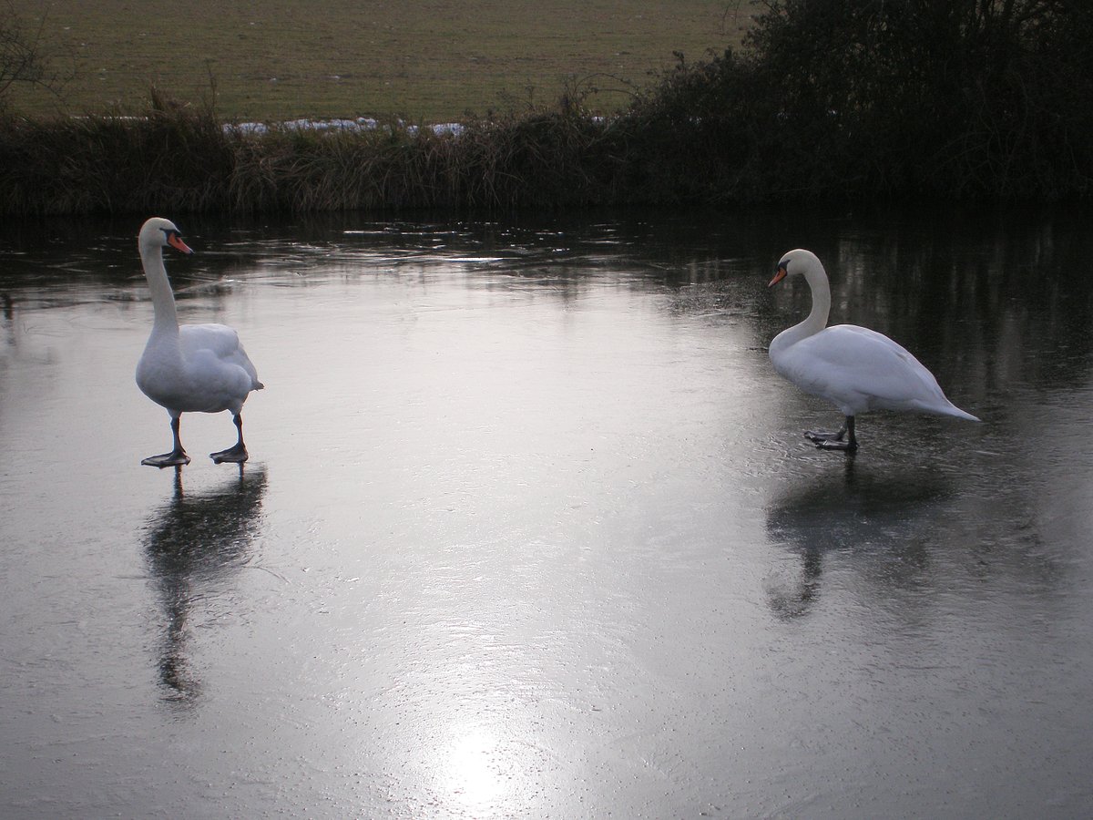 retired_tom's tweet photo. My photos from #February 2009

@CanalRiverTrust #GrandUnionCanal #Ivinghoe #Seabrook #Lock #Weir #Ice #Swan #Reflections

#Canals &amp; #Waterways can provide #Peace &amp; #calm for your own #Wellbeing #Lifesbetterbywater #KeepCanalsAlive https://t.co/IKzyflvjnx