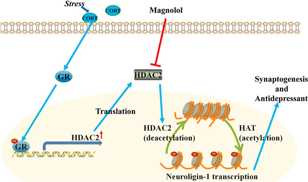Biomedical Journal tweet media