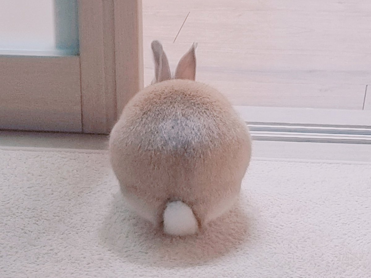 아기토끼 푸딩이 tweet media