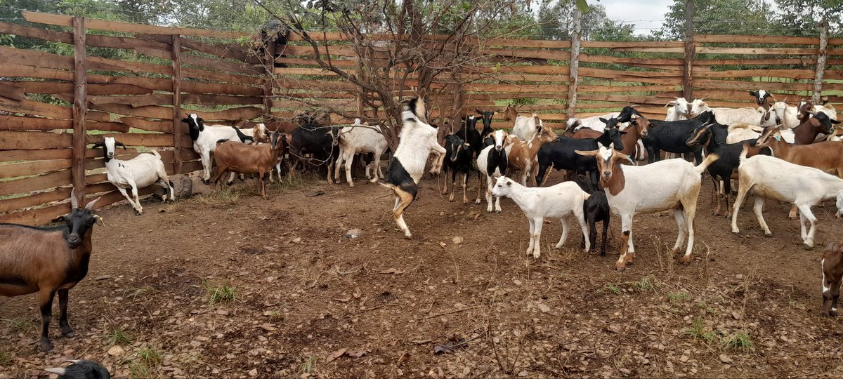 Mujwahuzi2's tweet photo. Farm https://t.co/gT33TANpFk