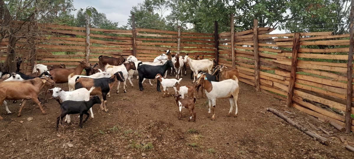 Mujwahuzi2's tweet photo. Farm https://t.co/gT33TANpFk
