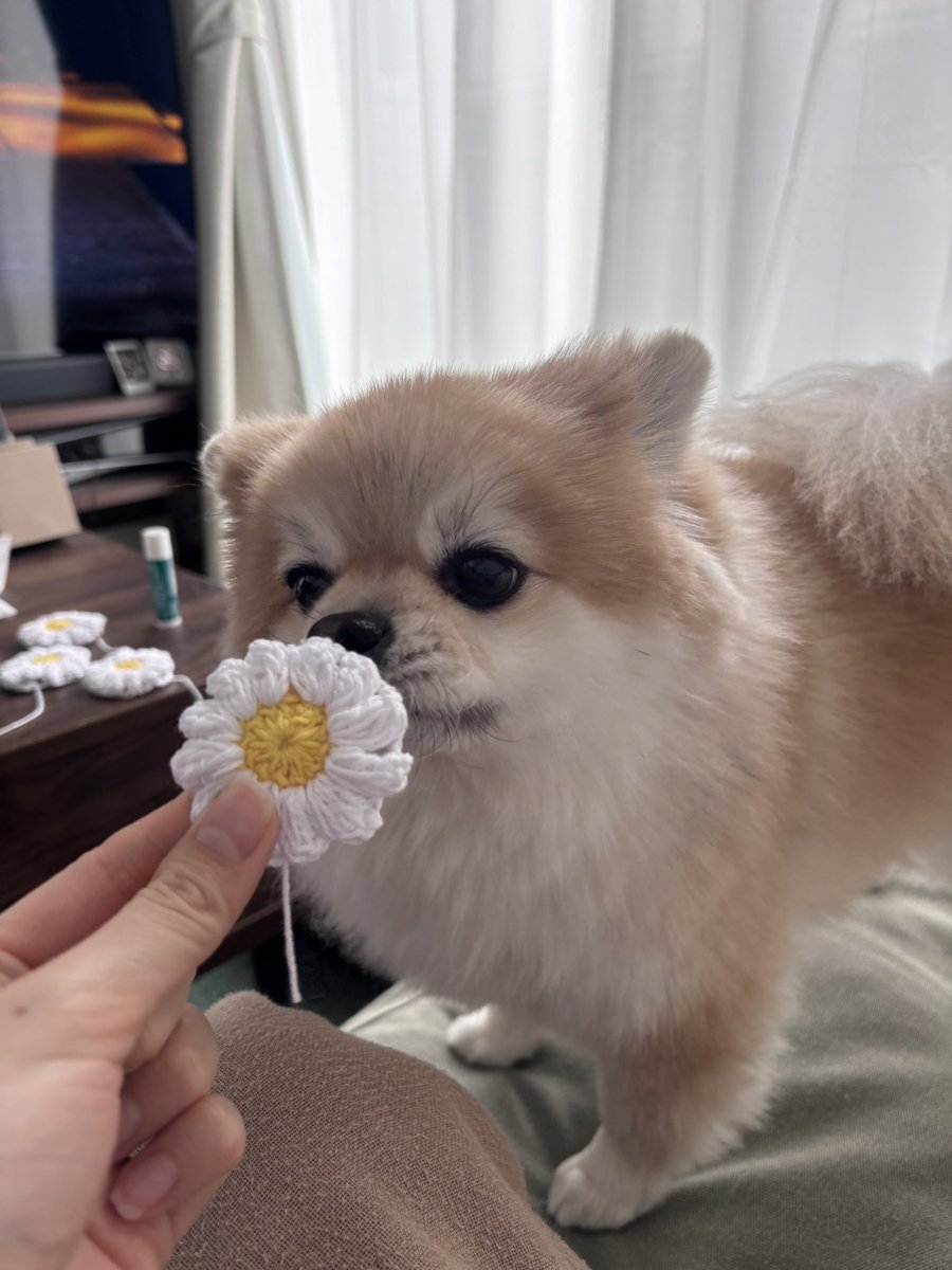 いい匂いするかな🐶🌼