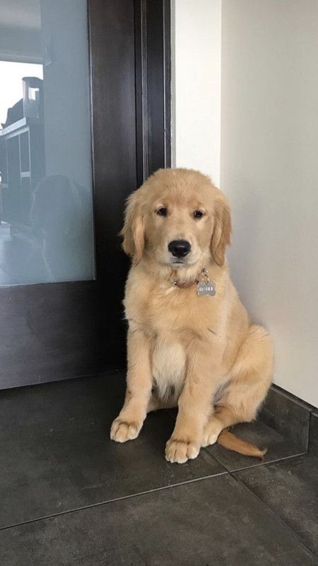 puppies_video's tweet image. Do you agree with me says Yes 
This puppy is so cute and beautiful ❤️♥️