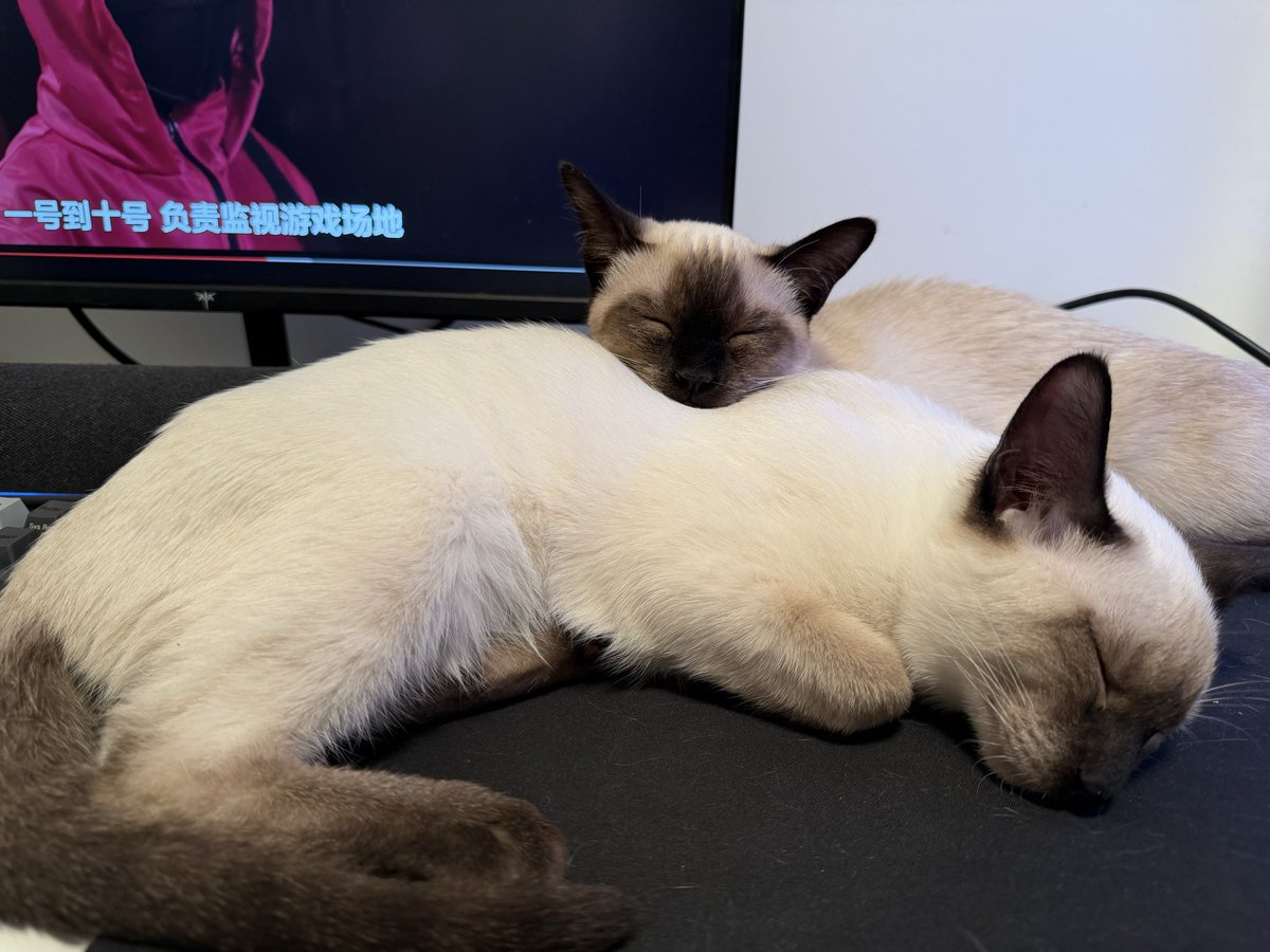 コダマナオコ🐈 (@powder705) / Posts / X