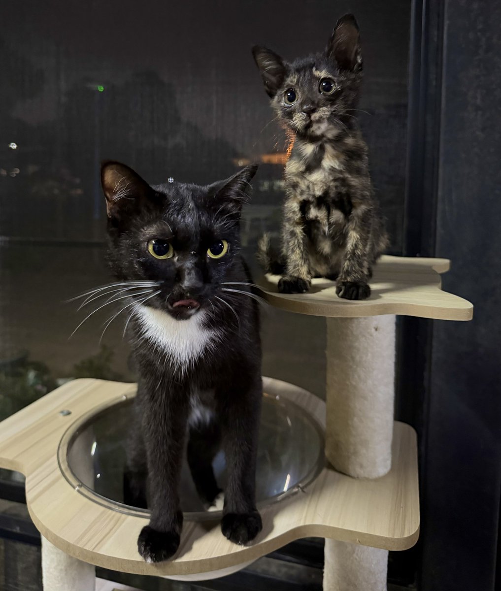 แนะนำตัวอย่างเป็นทางการหนูชื่อ กริซลี่ อยู่กับแม่เลี้ยงชื่อแพนด้า(แม่แท้ๆของชะพลู) ฝากเนื้อฝากตัวแก๊งหมีด้วยค่า