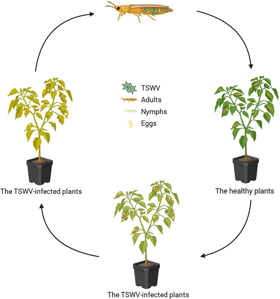 Insect Science tweet media