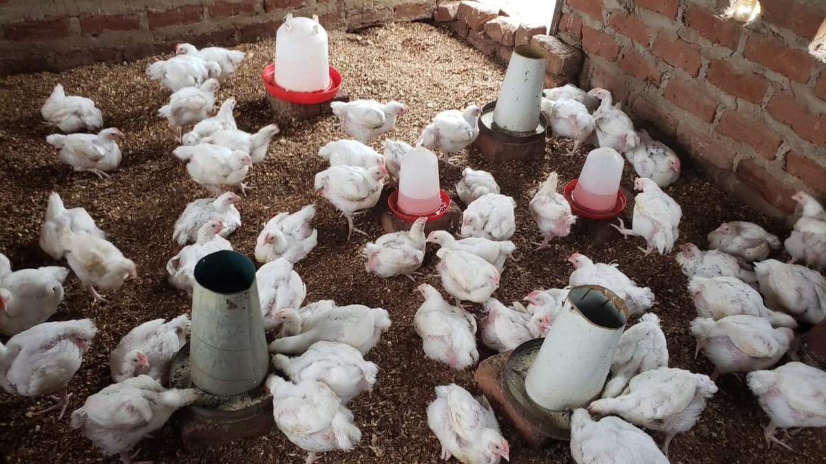 CEJZambia2010's tweet image. The Success Savings Group of Sinazeze - Southern Province is sustaining a broiler project after repaying their CEJ loan. With 200 chickens ready for sale, women are building resilient livelihoods.  #VillageBanking #CommunityEmpowerment @SthrnAfrcaTrust