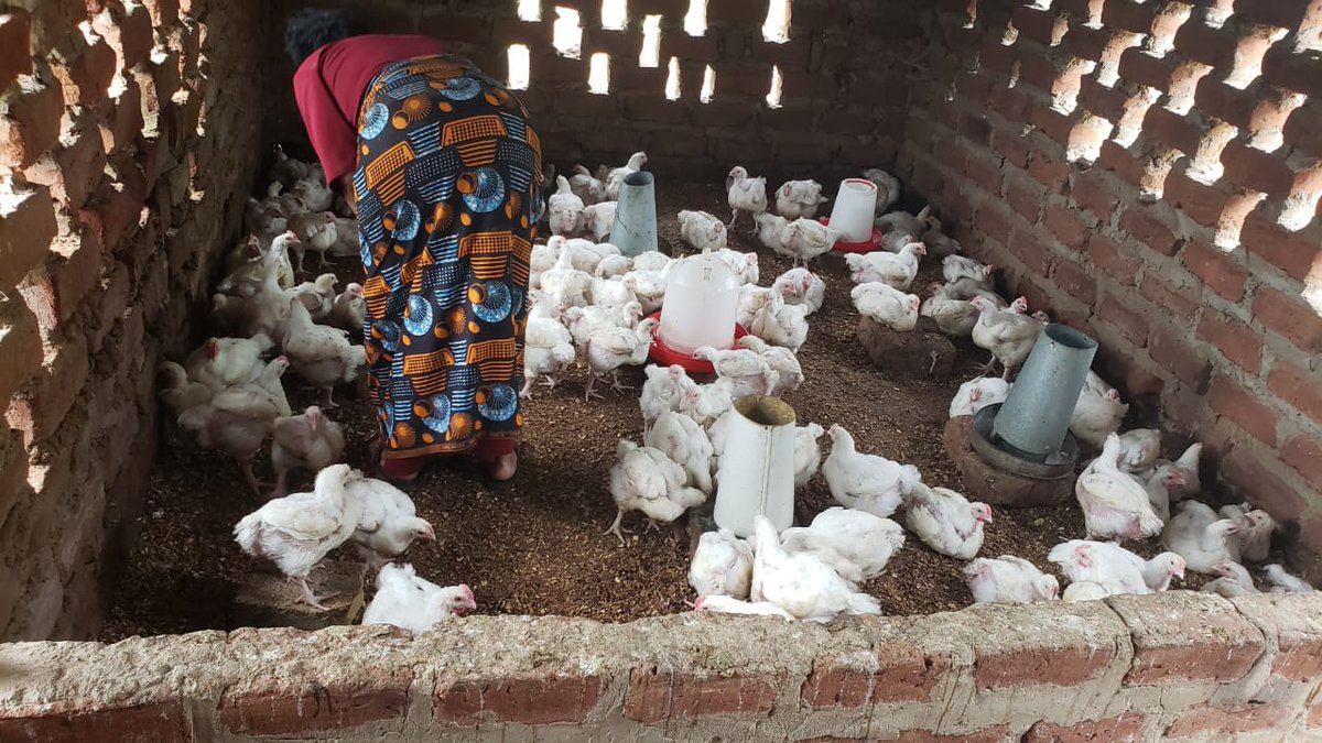 CEJZambia2010's tweet image. The Success Savings Group of Sinazeze - Southern Province is sustaining a broiler project after repaying their CEJ loan. With 200 chickens ready for sale, women are building resilient livelihoods.  #VillageBanking #CommunityEmpowerment @SthrnAfrcaTrust