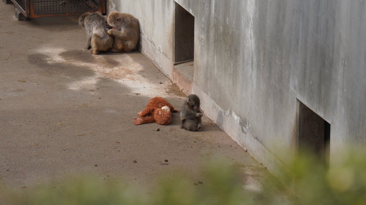 rome147board's tweet photo. パンチ、頑張ってたよ！
2026.02.12

#がんばれパンチ 
#市川市動植物園 https://t.co/uHNvJ4d0Xy
