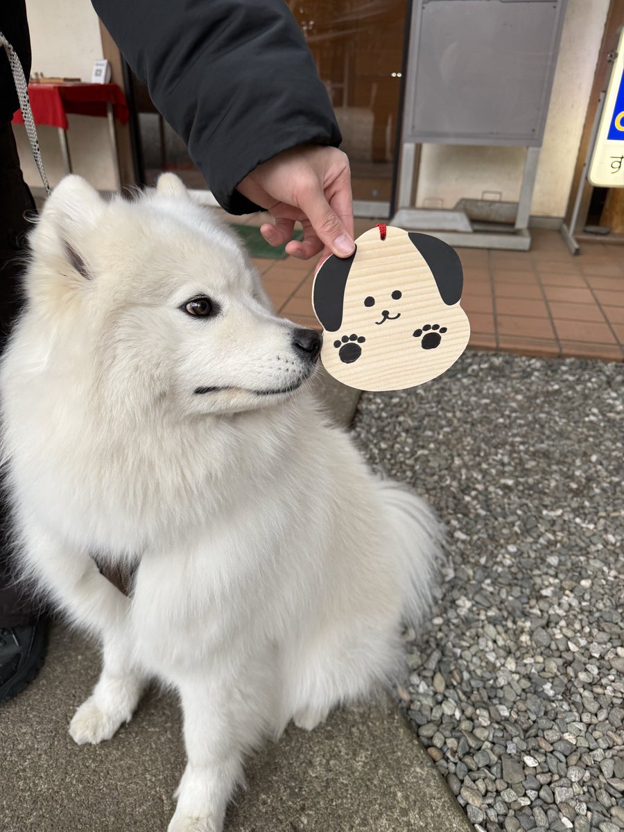 アムとVDKの日常 tweet media