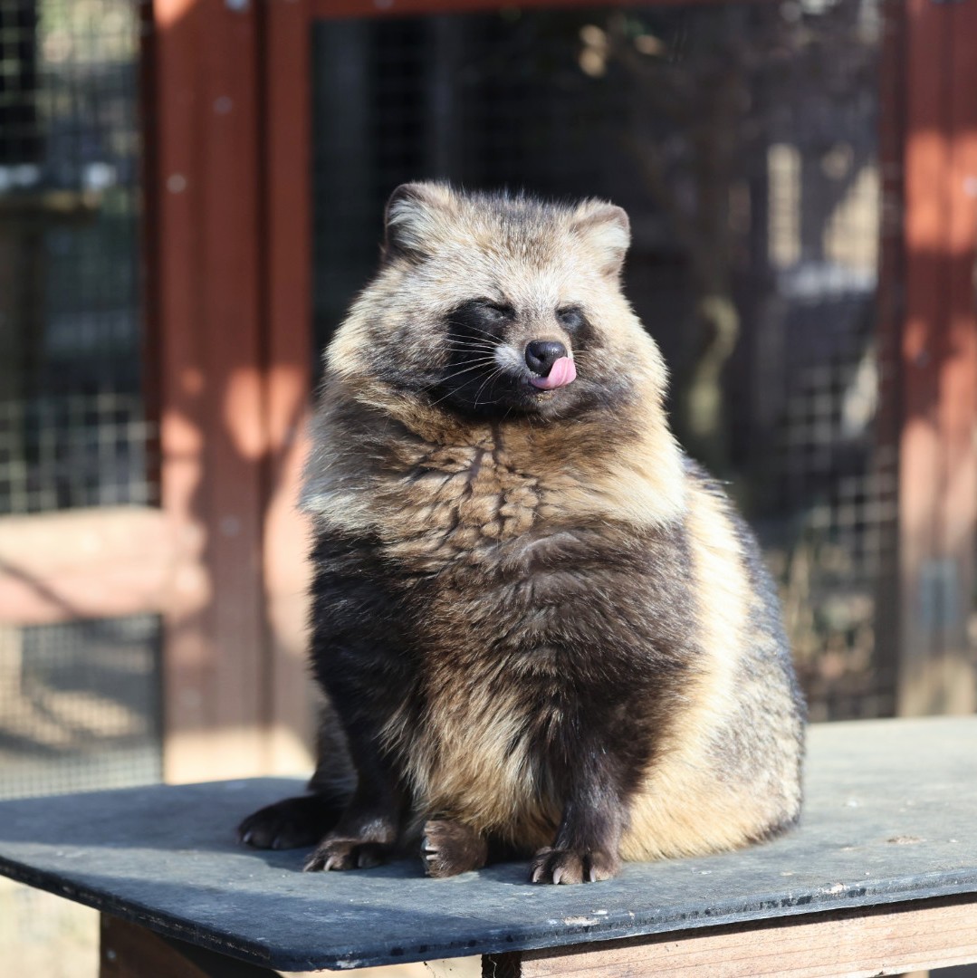 Great #Tanuki #Energy #Blessings