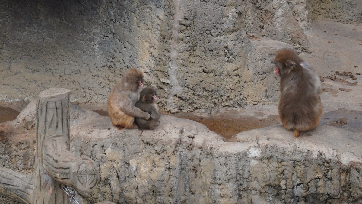 rome147board's tweet photo. パンチ、頑張ってたよ！
2026.02.12

#がんばれパンチ 
#市川市動植物園 https://t.co/uHNvJ4d0Xy