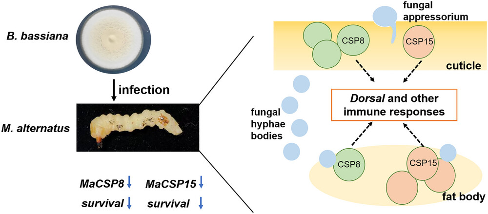 Insect Science tweet media