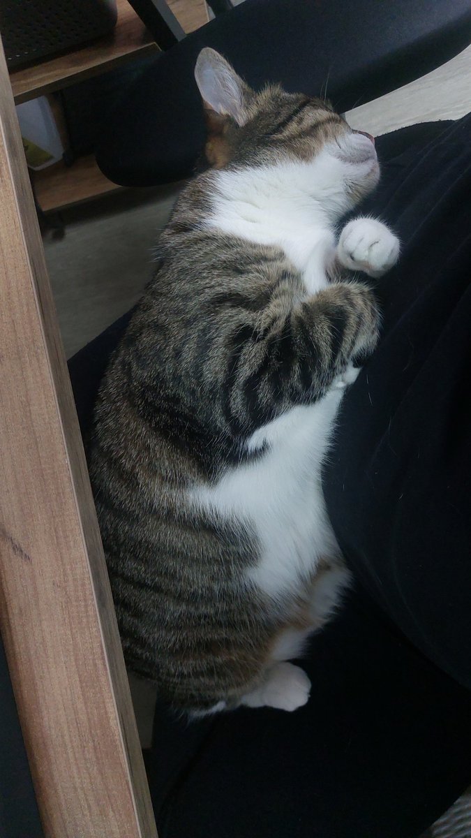 Uyuduğu yetmezmiş gibi bir de rüya görüyor vicdansız. 

"Bu adamın içi titrer;  yumuk patiye mi, derin nefes alan pofuduk göbeğe mi, yüzündeki ifadeye mi.. Nereye bakacağını bilemez olur" demiyor. 

İşte bu yüzden vicdansız.