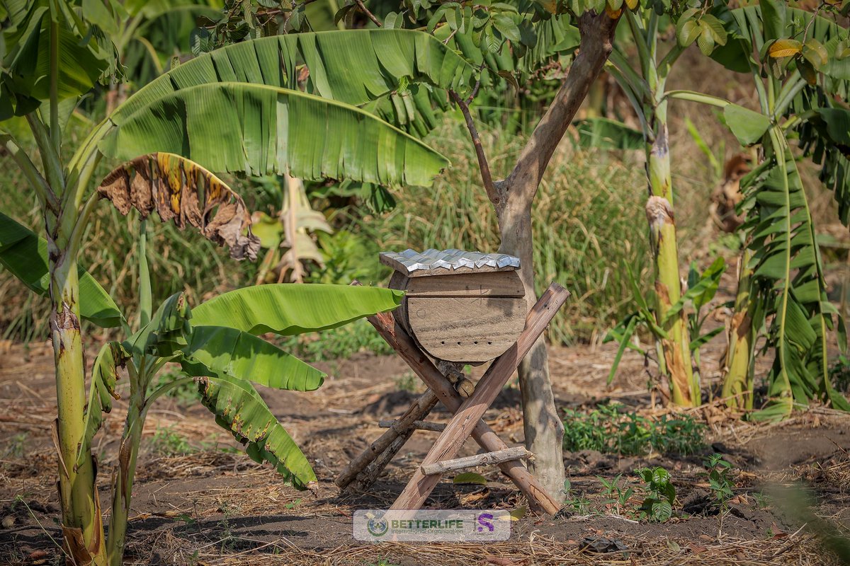 BetterLife International Organization tweet media