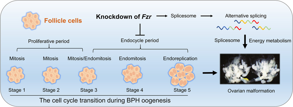Insect Science tweet media