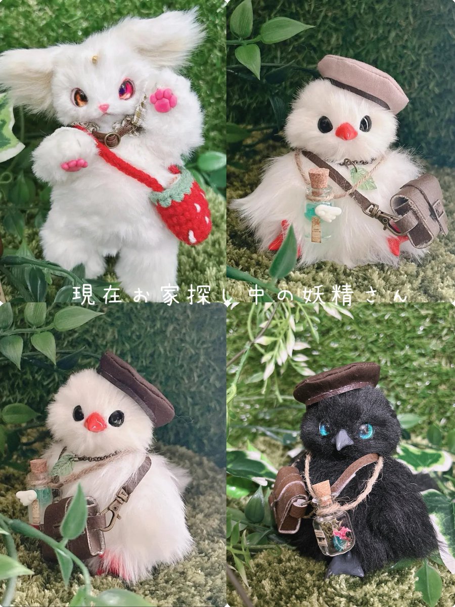 現在、4匹の妖精さんがお迎え待ち中です😌💗 ご縁がありましたらぜひ