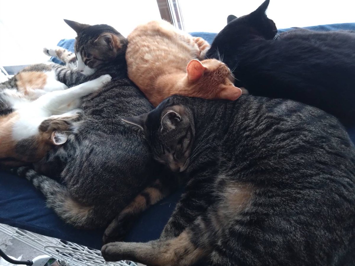 ゆっきぃ tweet media