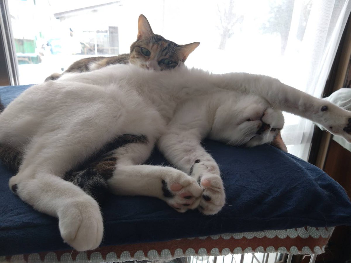 ゆっきぃ tweet media