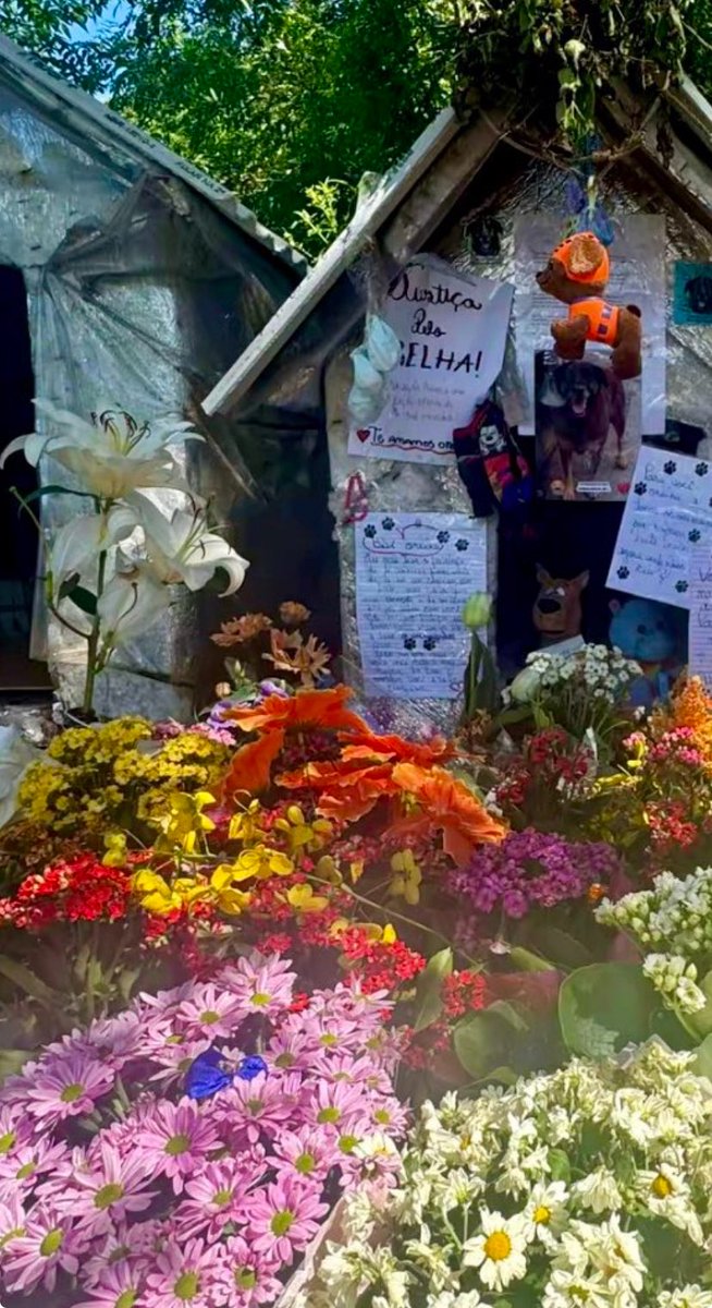 O caso Orelha é tão cruel e desumano que comoveu o país todos, não é mais uma questão estadual, tem que ser investigado pela Polícia Federal, já que a justiça de Santa Catarina não parece nem um pouco a fim de punir os assassinos 
#FEDERALIZAORELHA